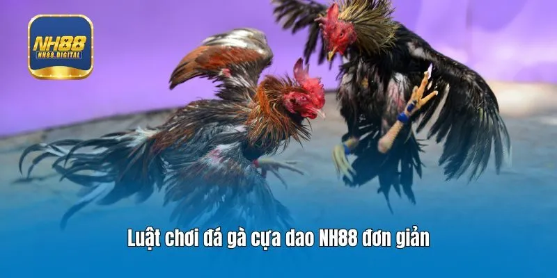 Luật chơi đá gà cựa dao NH88 đơn giản